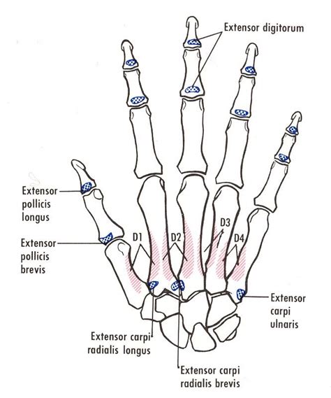 Bones Of The Right Hand Showing Muscular And Tendinous Attachments Def