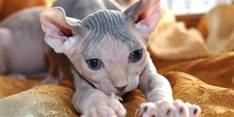 Sphynx cats have color patterns visible on their skin. Respectfull Sphynx breeder in San Diego, California (CA ...