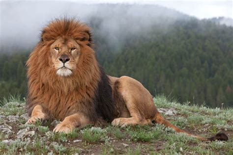 Barbary Lion ~ Everything You Need To Know With Photos Videos