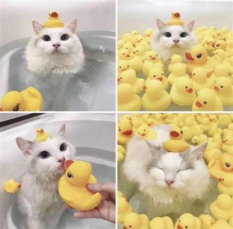 Cats Love Ducks Cat