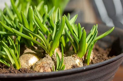 Remove the pit from a ripe avocado and rinse off any excess flesh. How to Grow Your Own Organic Food Indoors