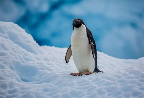 Black And White Penguin Penguins Nature Ice Snow Hd