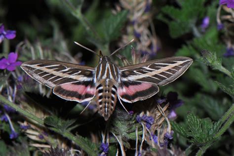 Davis Ca Hawk Moths In My Yard In Davisca
