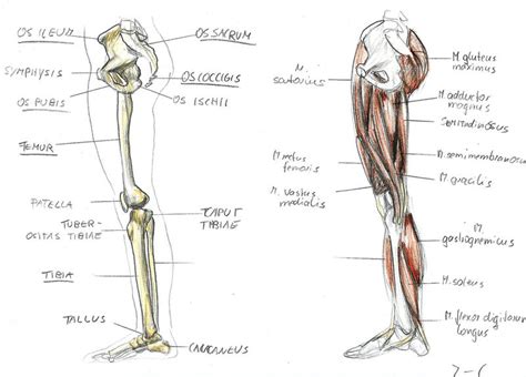 Anatomy Leg 3 By Bk 81 On Deviantart