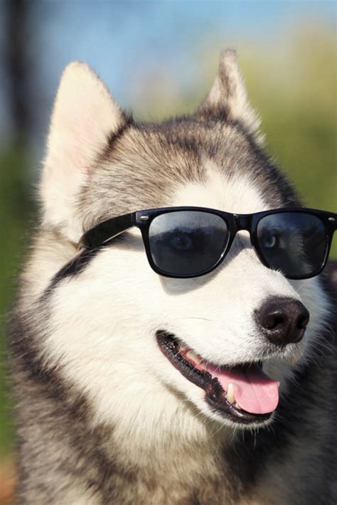 Cool Husky With Glasses Ansiedadedefine