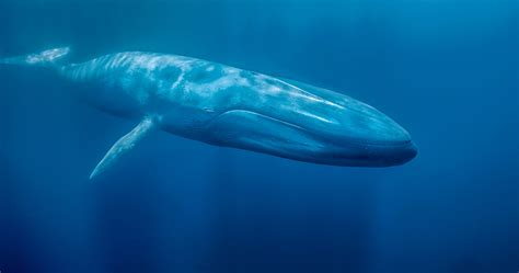 Rare Footage Of Blue Whales Feeding Captured Information Society