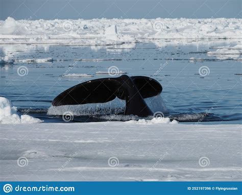 Bowhead Whales Balaena Mysticetus Swimming In The Arctic Of Canada