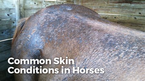 Infections And Neoplasms Common Skin Condition In Horses