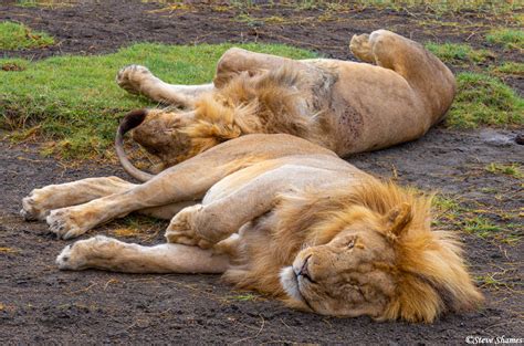 Two Sleeping Lions Serengeti National Park Tanzania 2019 Steve