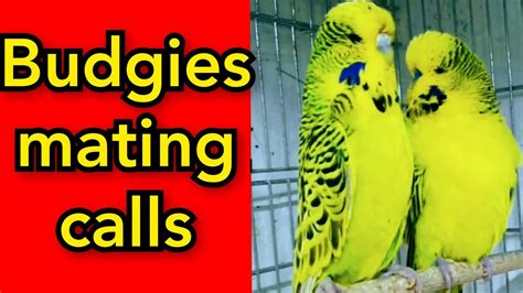 Budgies Mating Call Sounds Love Birds Mating Call Sounds Parakeets