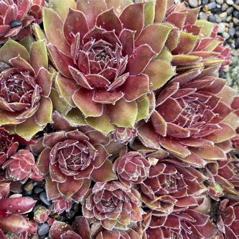 Photo Of The Entire Plant Of Hen And Chicks Sempervivum Blush
