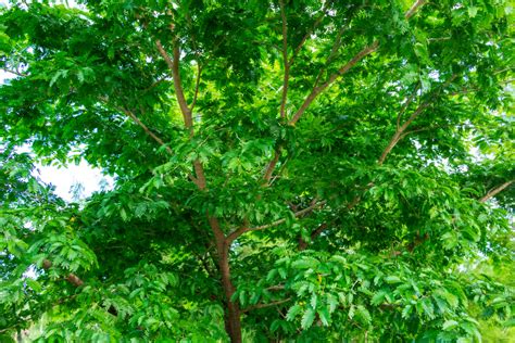 5 Types Of Native Florida Trees For Your Yard The Palms Tree Service