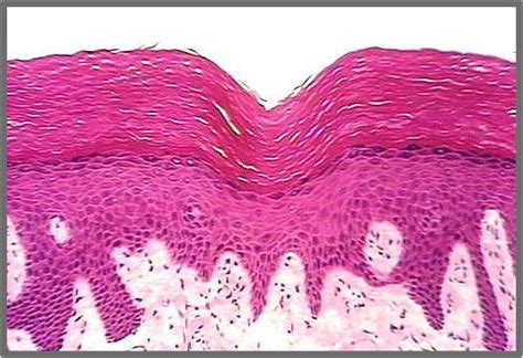 Feel free to use for study purposes. Histology Quiz #1- Epithelial Tissue - StudyBlue