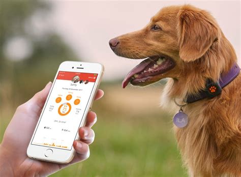 Top 5 Apps For Your Dog Pitpat