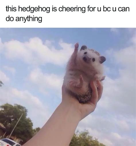 Wholesome Pet Memes Memes Animal Wholesome Funny Happiest Meme Smile