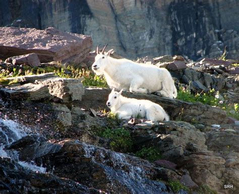 Mountain Goats Glacier National Park Logans Pass On The Boardwalk