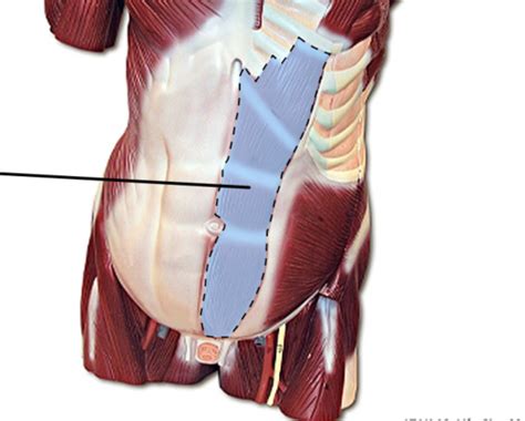 Muscles Of The Abdominal Wall Flashcards Quizlet