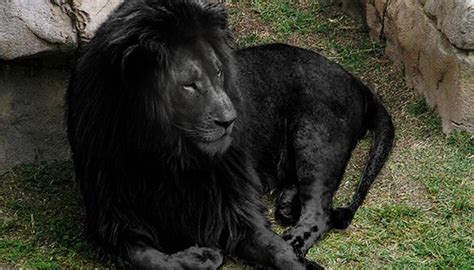 Fact Or Fake 95 Is This Rare Photo Of An All Black Lion Real
