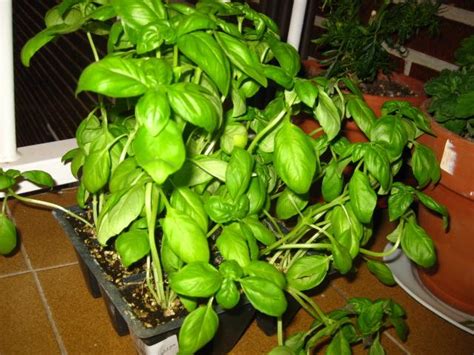 En el cultivo de marihuana, el resultado dependerá de factores como la genética de la propia semilla, las condiciones ambientales de humedad, temperatura, luz. Semillas de albahaca, recolección, siembra y germinación
