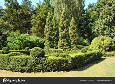 Clipped Buxus Fir Tree Park Stock Photo By ©unkas 423742922