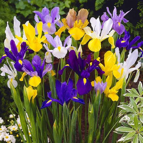 Dutch Iris Bulbs Spring Flowering 100 Bulbs Planting And Growing