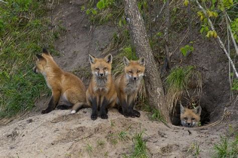 Red Fox Cubs And Den Foxes Dig Underground Dens Where They Take Care