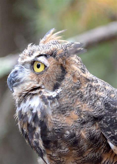 Great Horned Owl Stock Image Image Of Brown Hunter 160603059