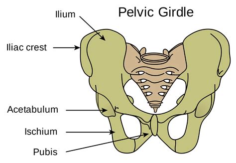 The Anterior View Of The Pelvic Girdle Pelvic Girdle Pearson Porn Sex