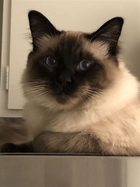 Caught On Top Of The Fridge Again Balinese Cat Cute Cats Pretty Cats