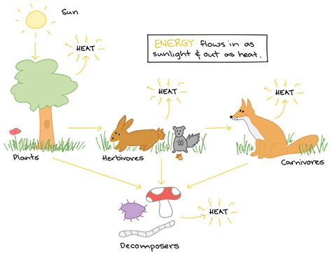 Unlocking The Secrets How Does Energy Flow Among Organisms