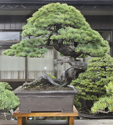 Japan Satsuki Bonsai Tour Part 2 Bonsai Garden Bonsai Tree Types