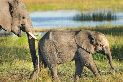 Vote To End Export Of Wild Caught African Elephants To Captivity