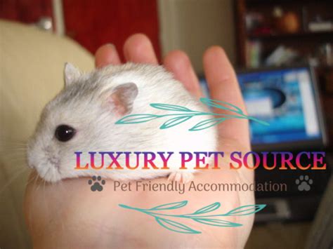 Hamsters For Sale For Sale Luxury Pet Source Buy Hamsters Online