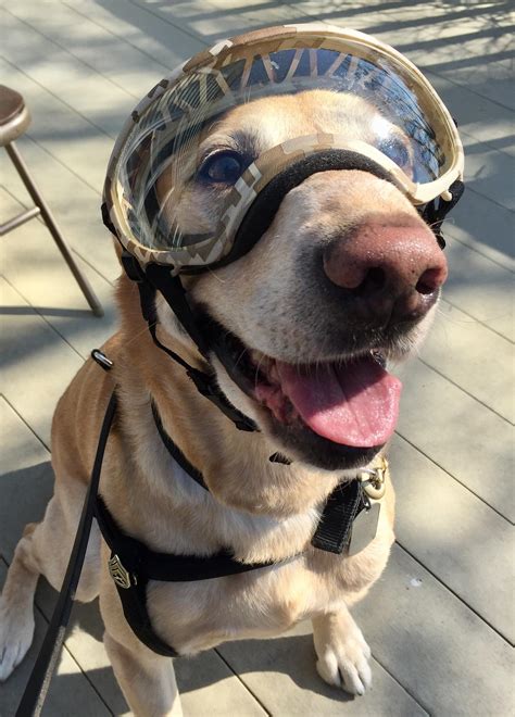My Retired Idd With His Fresh Set Of Doggles Looking Good Pupper R