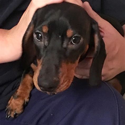 1 year warranties on all of our healthy pets. Standard male dachshund puppy for sale | Tonbridge, Kent ...