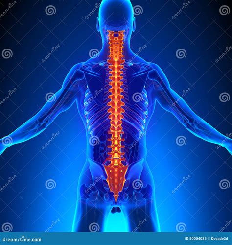 Anatomía De La Espina Dorsal Con El Sistema De Ciculatory Stock De