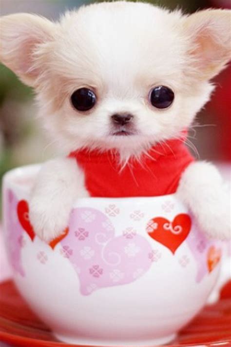 ️ ️ ️ ️ ️ ️ Cute Teacup Puppies Teacup Puppies Cute Baby Animals