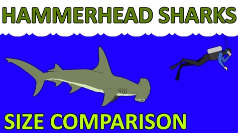 10 Hammerhead Sharks Size Comparison Youtube