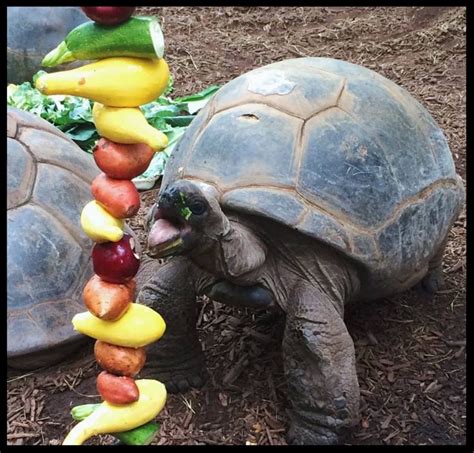 How To Understand Zoo Enrichment — Why Animals Do The Thing
