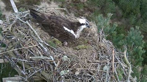 Cameras Capture First Caerlaverock Osprey Egg Of Season Bbc News