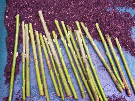 100 x 25cm living willow cuttings salix viminalis fast growing super hybrid ebay