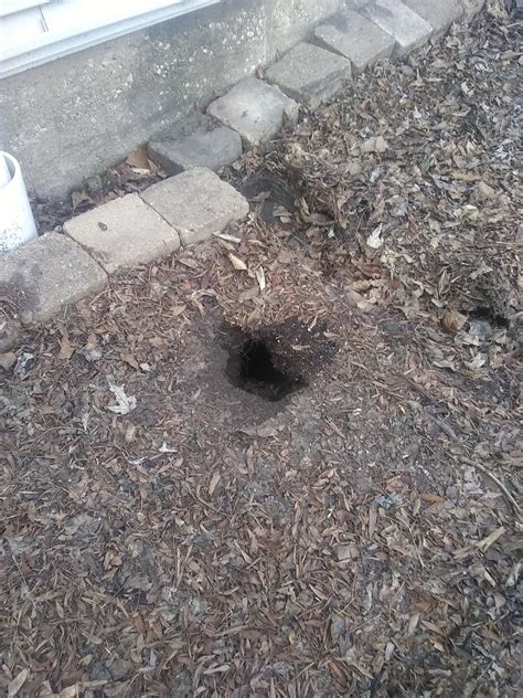 What Kind Of Animal Makes This Type Of Hole Gardening