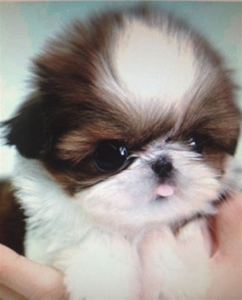 15 Things You Didnt Know About Shih Tzus Quiz Baby