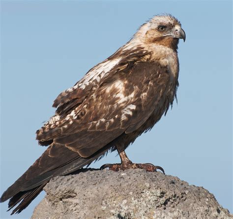 Portrait Of A Galapagos Hawk Galapagos Hawk I Understand Flickr