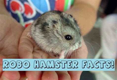 1000 Images About Hamster Facts On Pinterest