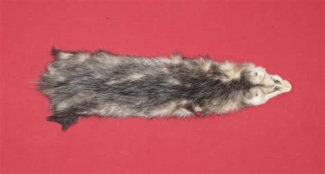 Tanned Furs Opossum 7220 0695