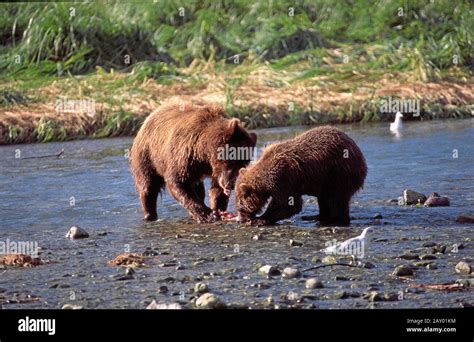 Kodiak Braunbaer Kodiakbaer Kodiak Bear Ursus Arctos Alaska Usa