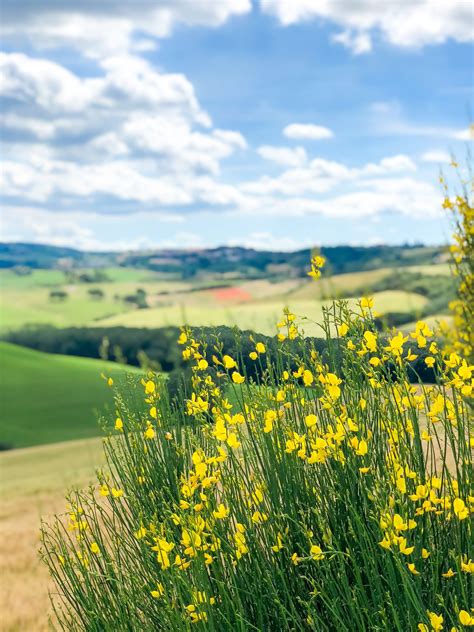 Notando in lui un certo distacco, frenai subito la mia gioia; I vostri consigli sulla Toscana: cosa vedere e dove ...
