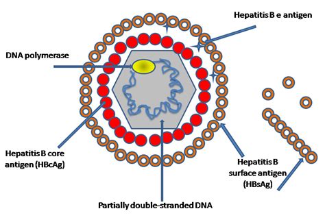 Immunity to hep b from successful vaccination. Hepatitis b virus; Dane Particle; Hepatitis Virus ...