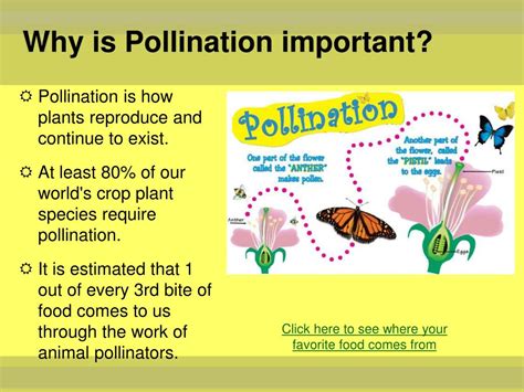 Ppt Pollination Powerpoint Presentation Free Download Id2423311